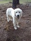 UUU Liberty Belle of OHS (Liberty)